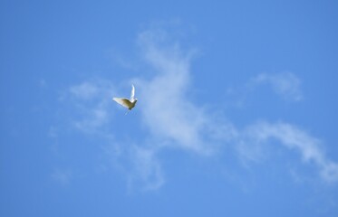 a white dove flies against a blue cloudless sky