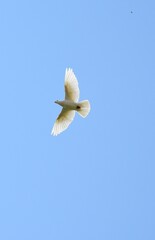 a white dove flies against a blue cloudless sky