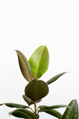 green ficus leaves with water drops on a white background