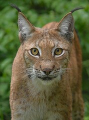 close-up portrait of a wild lynx