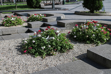 Obraz premium flowering bushes of red and white geraniums in a flower bed, landscape design.