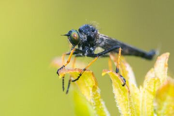 Neoitamus orphne is a species of robber flies in the family Asilidae