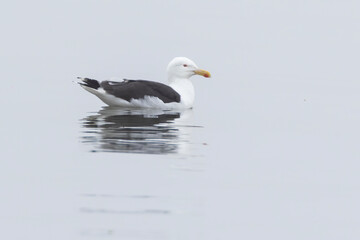 great black-backed gull (Larus marinus)