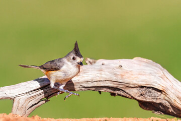 Black-Crested Titmouse jumping  mid air