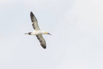 Obraz premium northern gannet (Morus bassanus) diving