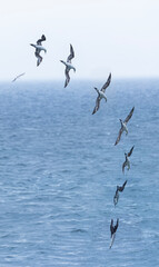  northern gannet (Morus bassanus) diving