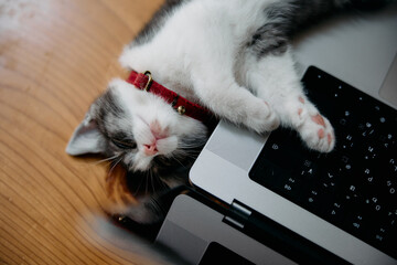パソコンの側で寝る子猫