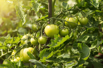 Green organic tomatoes on tomato vegetable plant with leaves close up growing in garden in sunlight