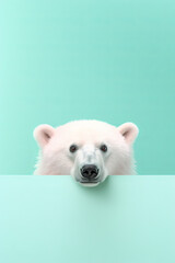Obraz na płótnie Canvas Greeting card, polar bear peeking, pastel background, copy space