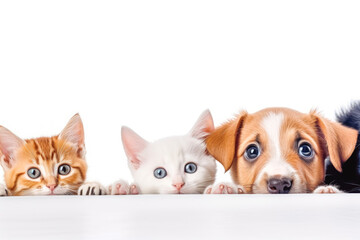 Cats and dogs peeking over white edge. Web banner. Cute pets. White background.