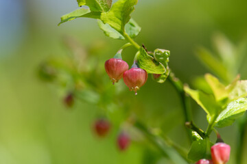 Close up of European blueberry (vaccinium myrtillus) flowers in bloom