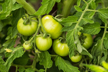 Green organic tomatoes on tomato vegetable plant with leaves close up growing in garden