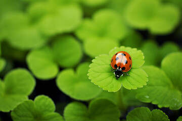 Naklejka premium Lady beetle on clover, lucky charms
