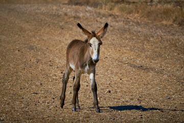 Young Donkey in the Andalusian Countryside: A Solitary Encounter in Summer, Endangered Species