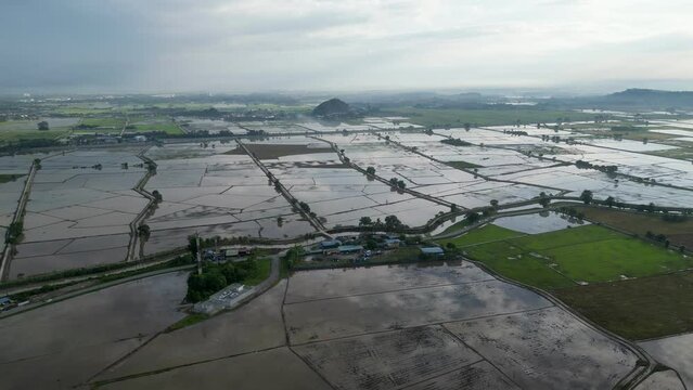 Aerial move toward paddy field at Kubang Semang
