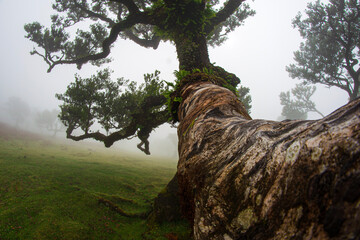 Fototapeta premium Lonely tree in the fog. Laurel tree. Fog. Close-up. Textured tree trunk. Laurel forest. Highlands.