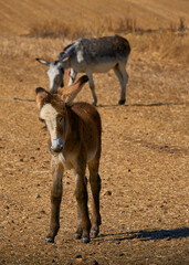 Nature's Treasure: A Rare Sight of a Young Donkey in Andalusia