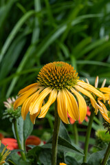 Blossom of echinacea purpurea magnus or coneflower in garden in summer
