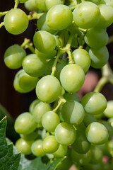 Riesling white wine grapes plant growing on hilly vineyard in Germany unripe grapes close up