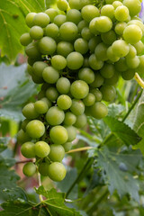 Riesling white wine grapes plant growing on hilly vineyard in Germany unripe grapes close up