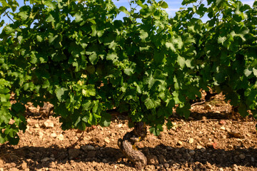 View on vineyards around Sancerre wine making village, rows of sauvignon blanc grapes growing on...