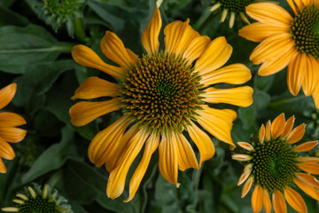 Blossom of echinacea purpurea magnus or coneflower in garden in summer