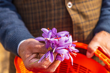 Harvesting saffron crocus flowers in a field in Jammu and Kashmir.