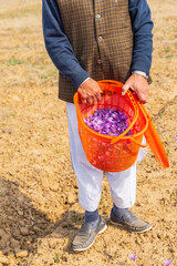 Harvesting saffron crocus flowers in a field in Jammu and Kashmir.