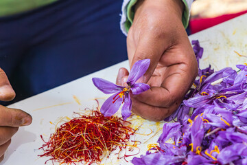 Pistils from saffron crocus flowers in Jammu and Kashmir.