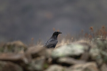Common raven on the ground in Rhodope mountains. Corvus corax behind the rock. Black bird in Bulgaria mountains.