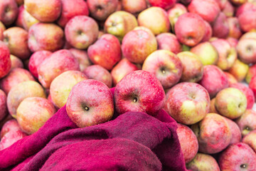 Freshly picked apples in Jammu and Kashmir.