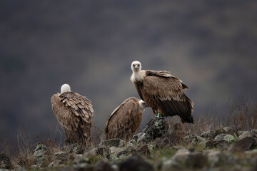 Griffon vultures are sitting in the Rhodope mountains. Gyps fulvus are looking for food. Massive brown bird with white head who eats carcass. European nature. 