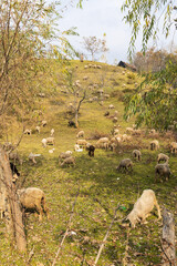 Sheep grazing on a hill in Jammuu and Kashmir.