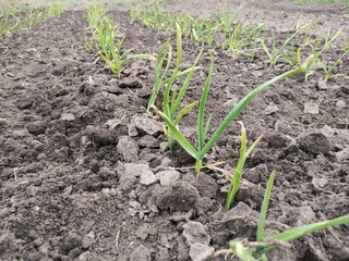 Garden beds with young shoots of garlic, close-up