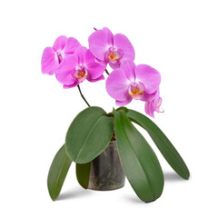 Beautiful tropical purple phalaenopsis, orchid flower with green leaves in pot isolated on white, transparent background, PNG. Floral, garden, hobby, home plants care.