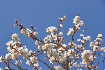 Selective focus of beautiful branches of white blossoms on the tree under blue sky, Beautiful Sakura flowers during spring season in the park, Floral pattern texture, Nature background.