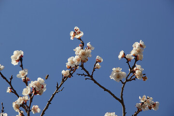 Selective focus of beautiful branches of white blossoms on the tree under blue sky, Beautiful Sakura flowers during spring season in the park, Floral pattern texture, Nature background.