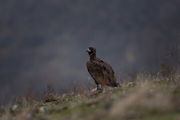 Cinereous vulture is sitting on the ground in Rhodope mountains. Rare black vulture in the mountains. Black vulture in Bulgaria mountains.