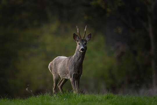 Roe deer during rutting time. Male deer is stay on the meadow. European nature. 