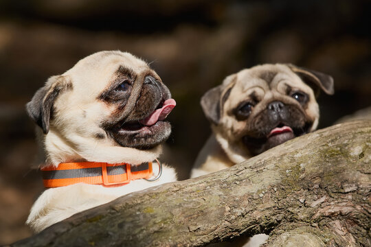 Two pug dogs playing in the forest. Selective focus