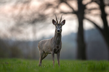 Roe deer during rutting time. Male deer is stay on the meadow. European nature.  © prochym