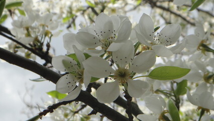 tree blossom
