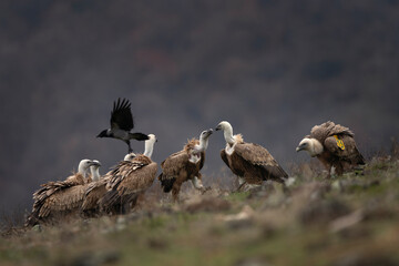 Fototapeta premium Griffon vultures are sitting in the Rhodope mountains. Gyps fulvus are looking for food. Massive brown bird with white head who eats carcass. European nature. 