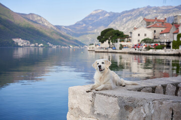the dog on the embankment against the backdrop of mountains and building. Golden Retriever near the water. Pet in city