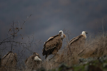 Griffon vultures are sitting in the Rhodope mountains. Gyps fulvus are looking for food. Massive...