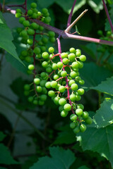 Green grapes and green leaves.