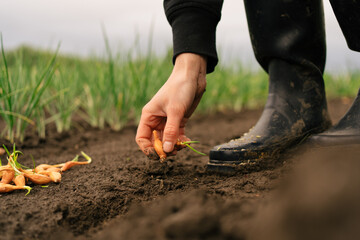 A woman farmer plants an onion seedling in wet ground against the background of greenery in the garden