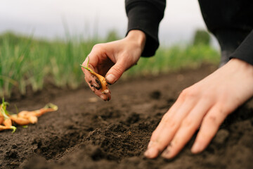 female hands plant onion seedlings in a prepared bed of soil in the garden. the concept of...