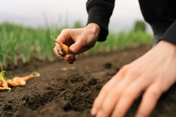 close-up of female hands planting an onion seedling in the garden. Concept of organic farming, growing food