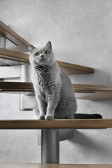 British shorthair cat sits on the wooden steps of the stairs in the house.